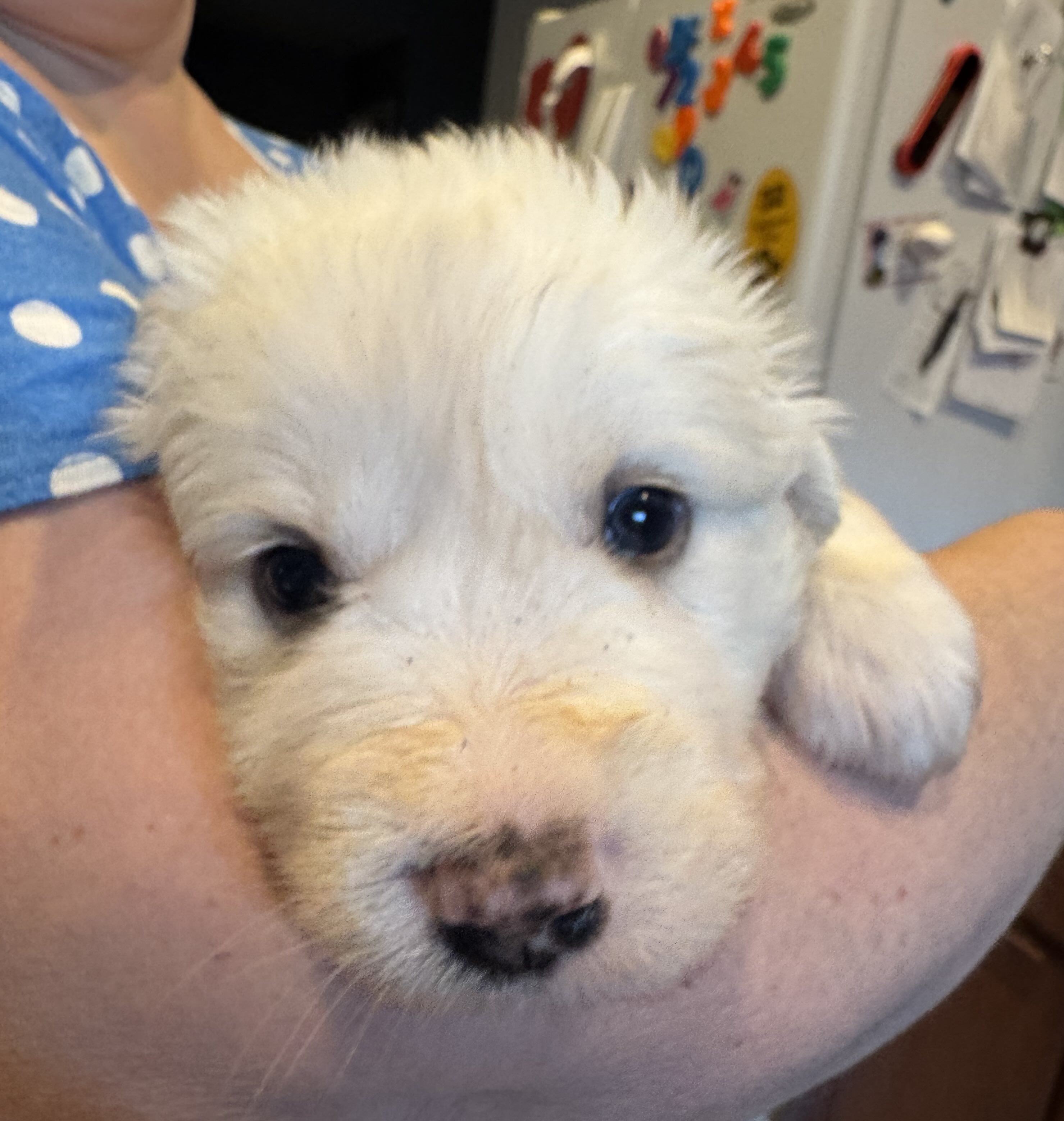 Bluebell  of the Wildflower Litter