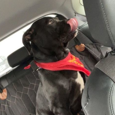 Myles: Adopt or Forever Foster