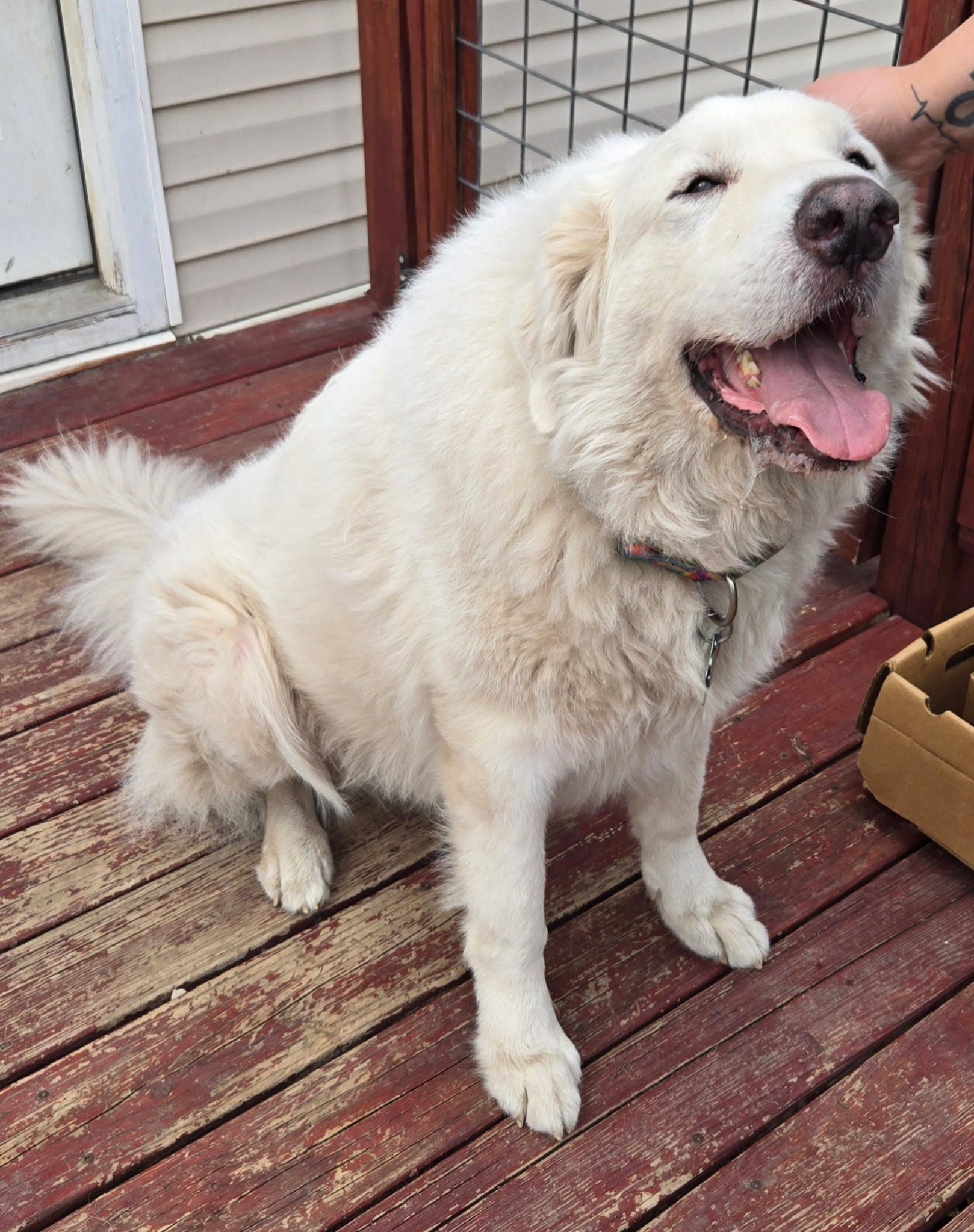 Adopt Gordo - Male Great Pyrenees in Austin, TX | Texas Great Pyrenees ...