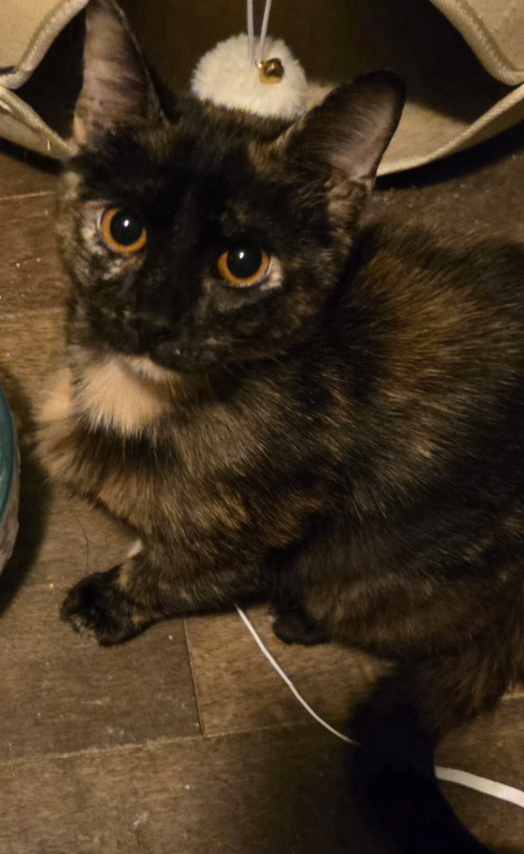 DOMESTIC SHORT HAIR