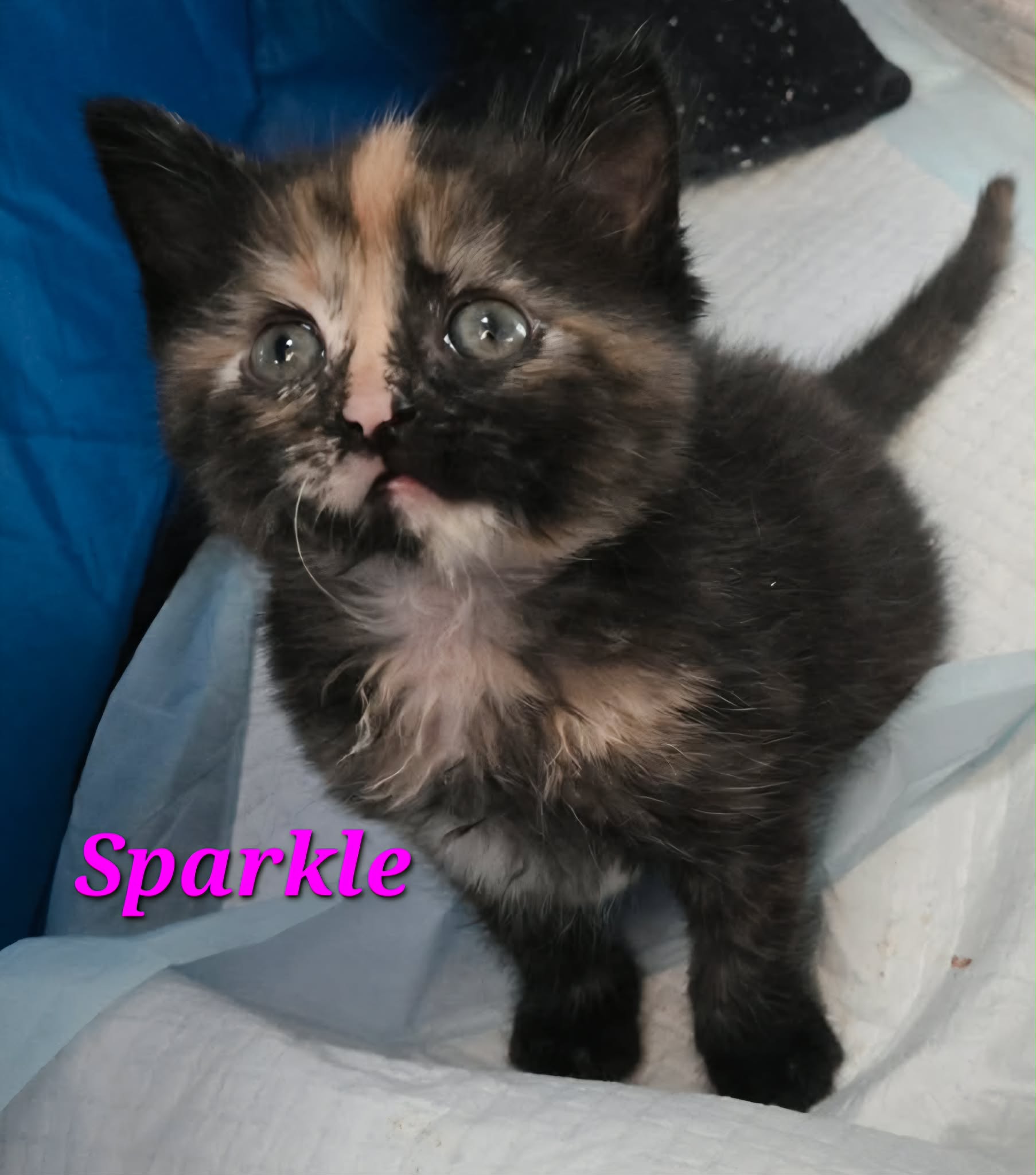Sparkle