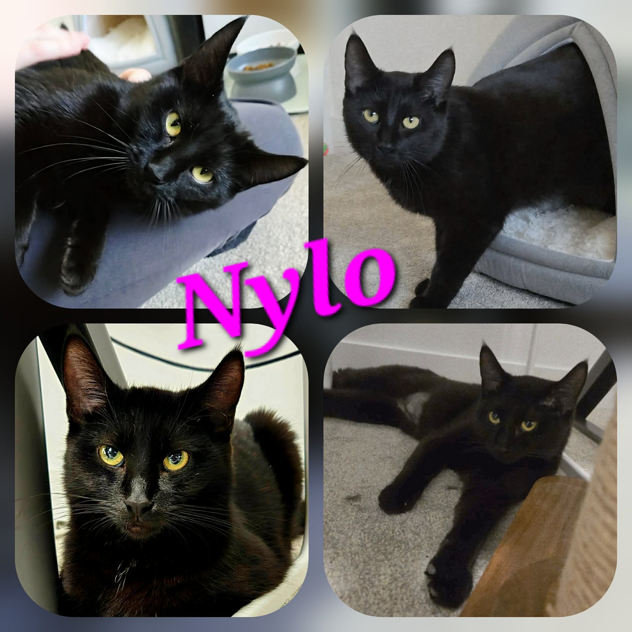 Nylo