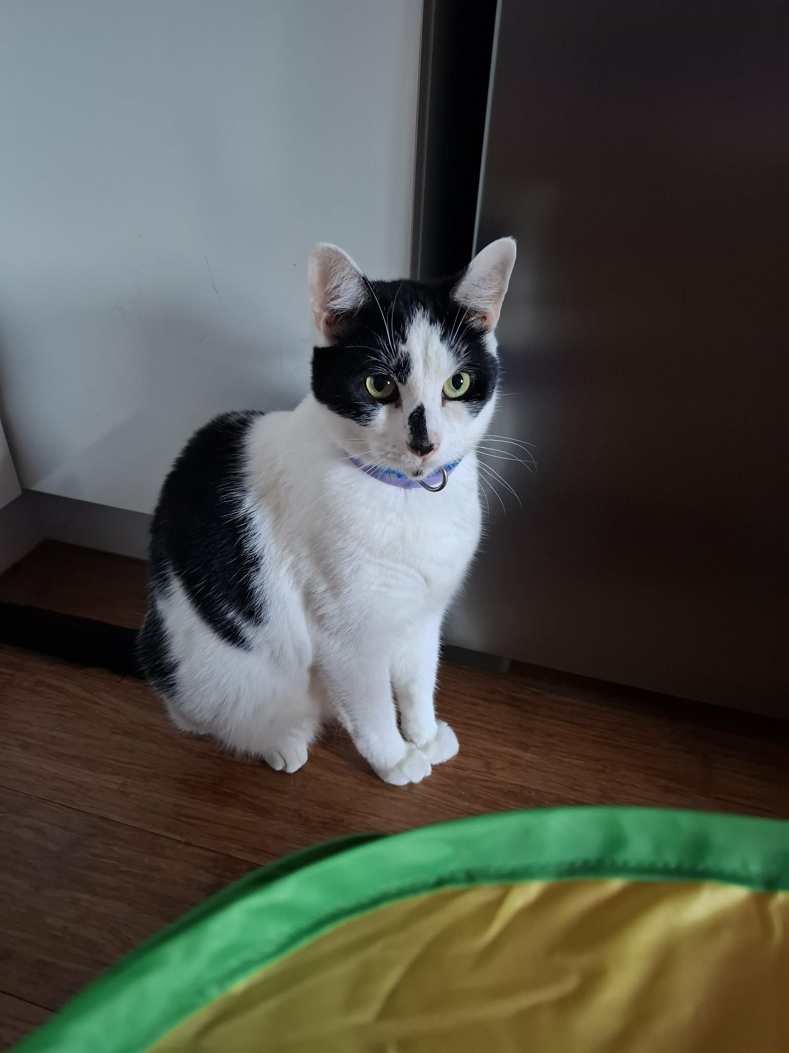 Oreo
