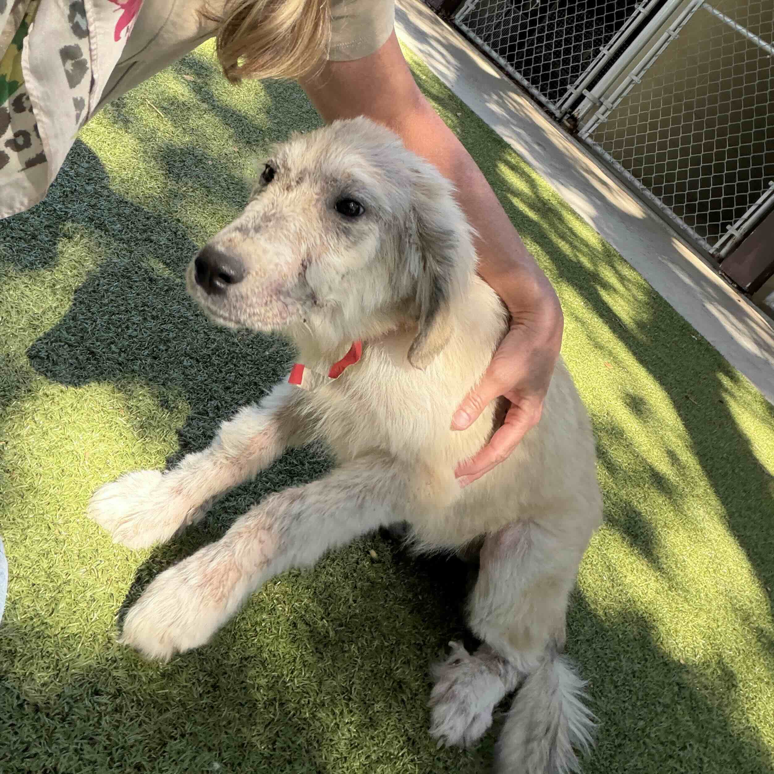 Roxie Rascal