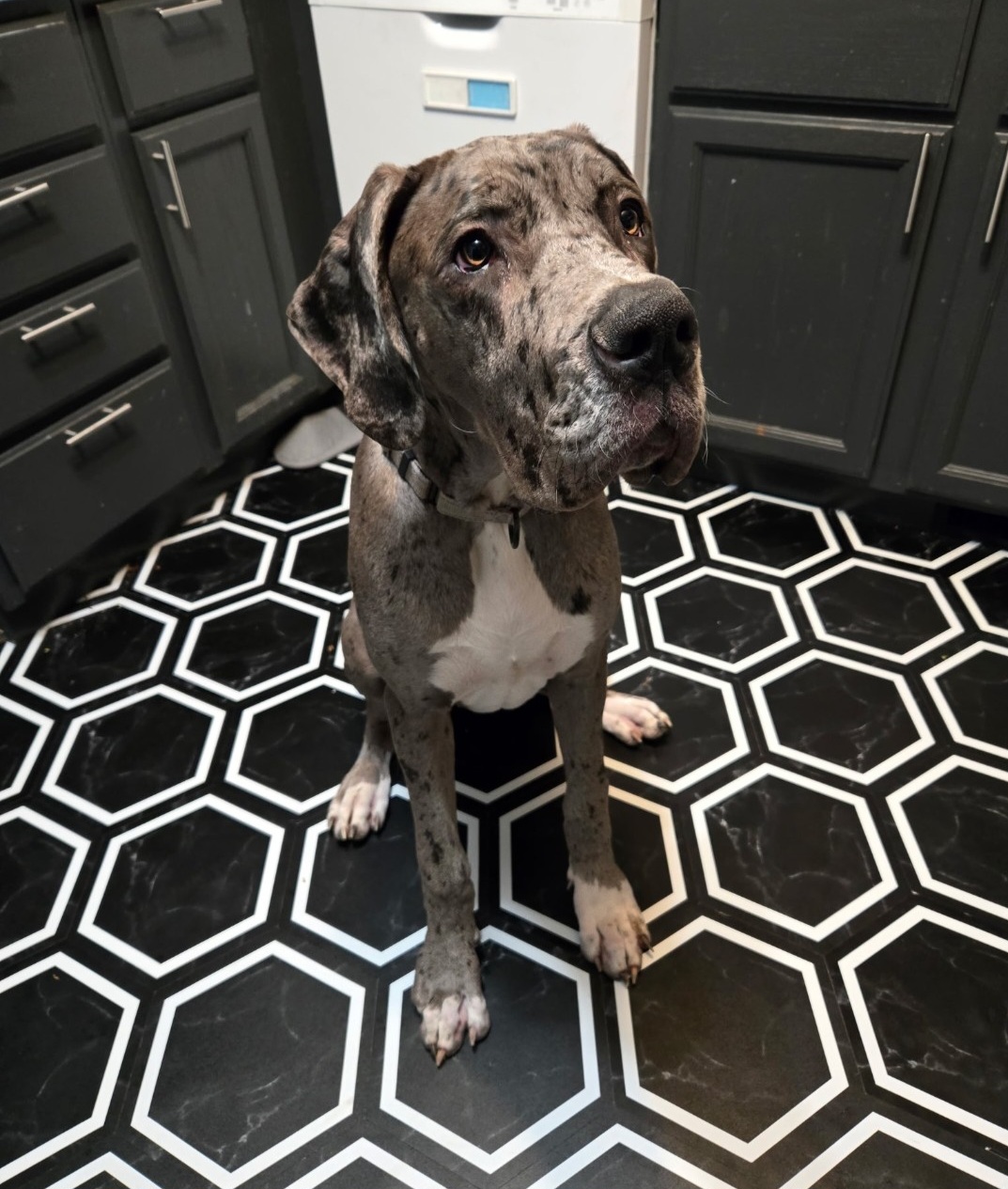 GREAT DANE