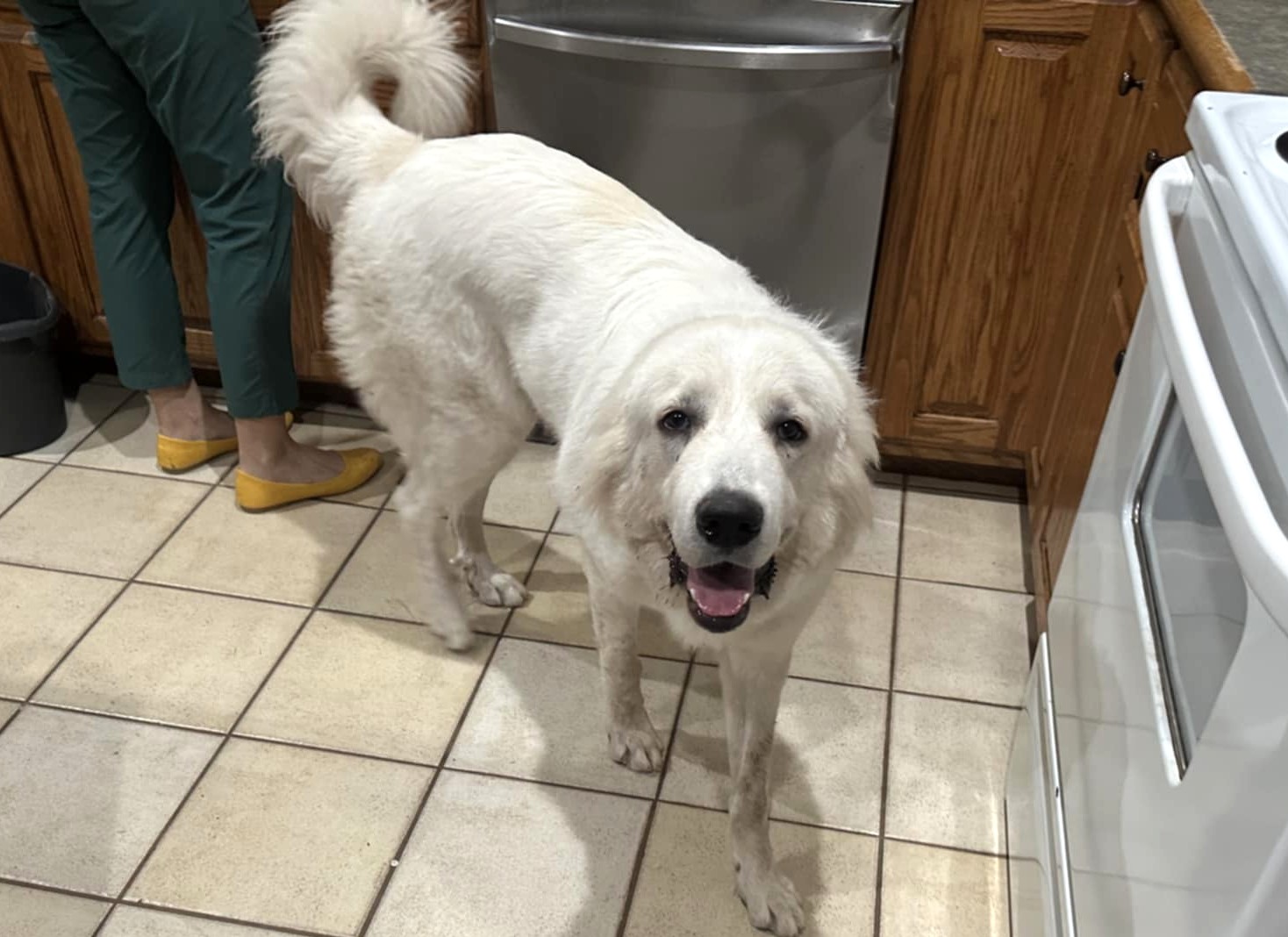 Adopt Benji - Male Great Pyrenees in San Antonio, TX | Texas Great ...