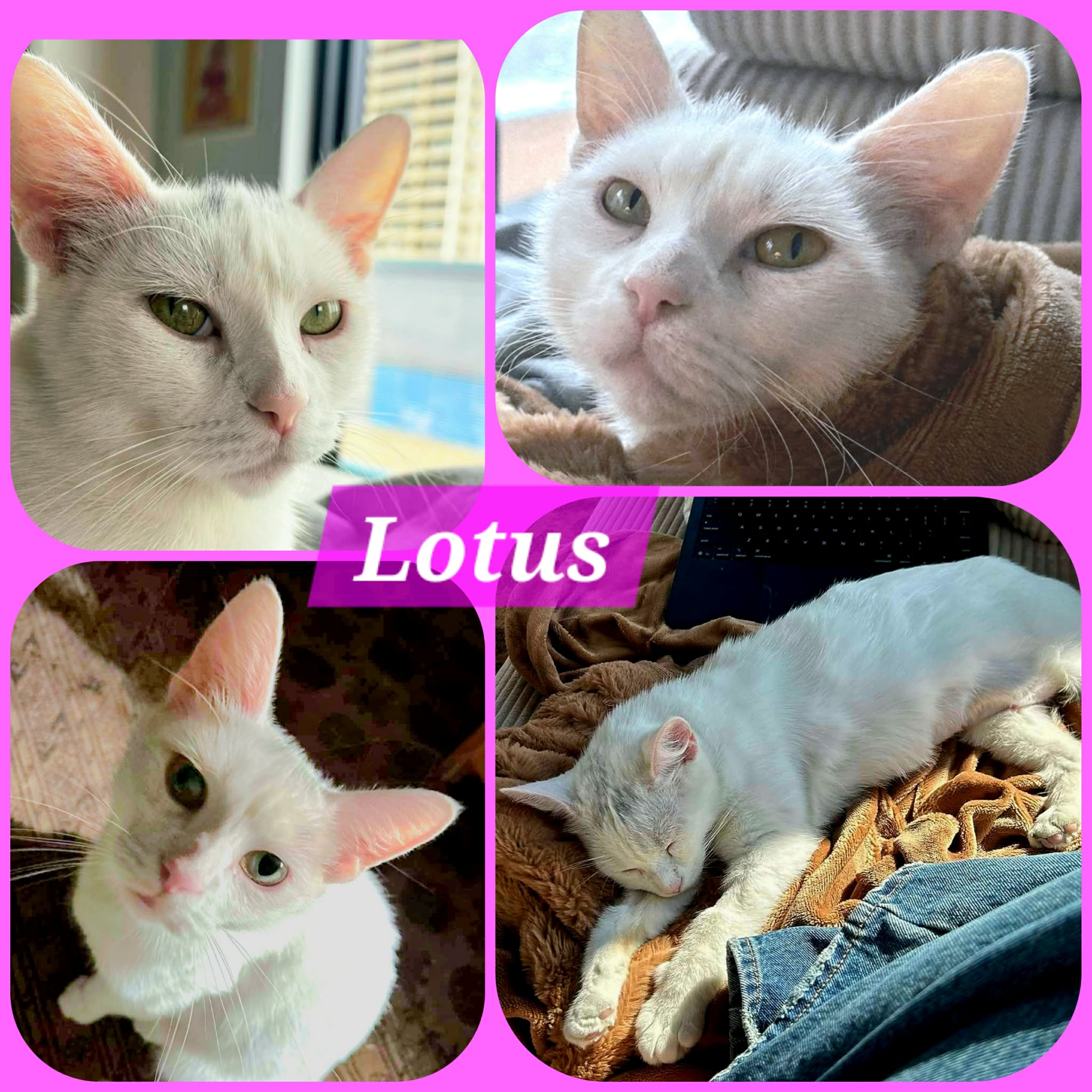 Lotus
