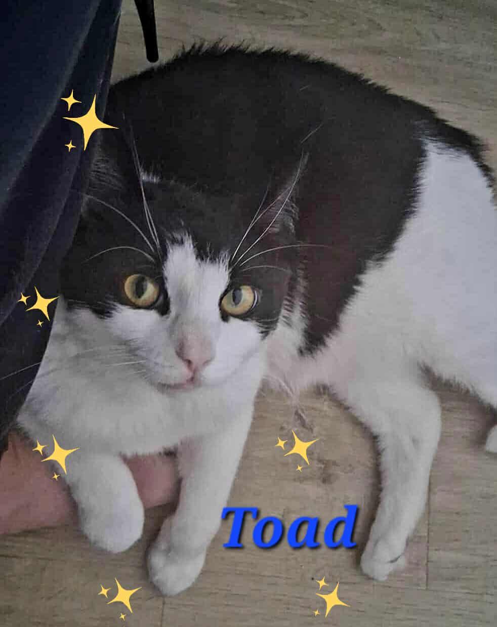 Toad