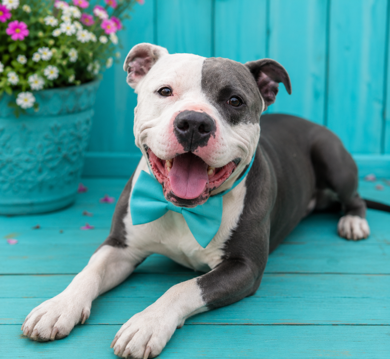 AMERICAN PIT BULL TERRIER