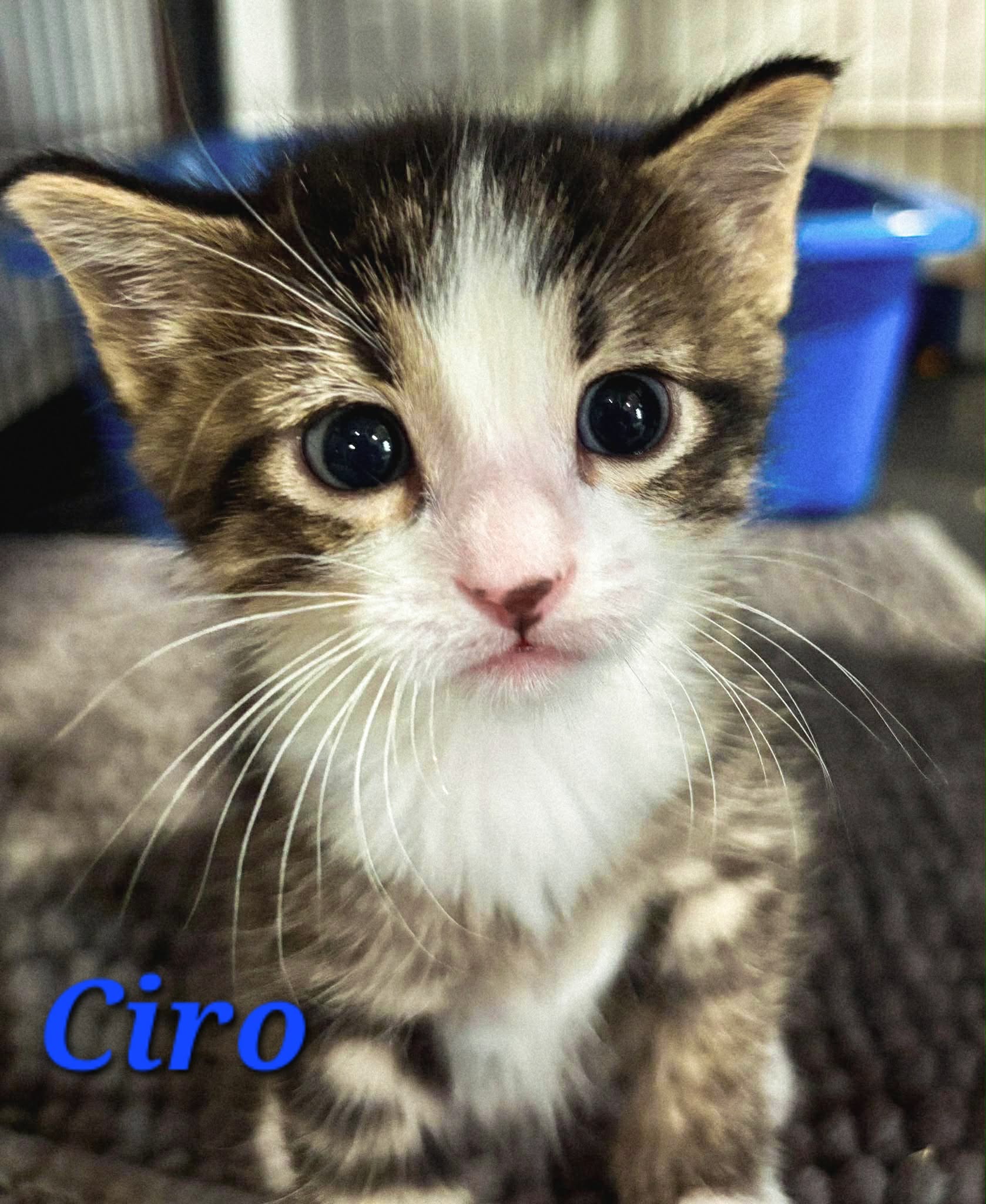 Ciro - (mom Omnia)
