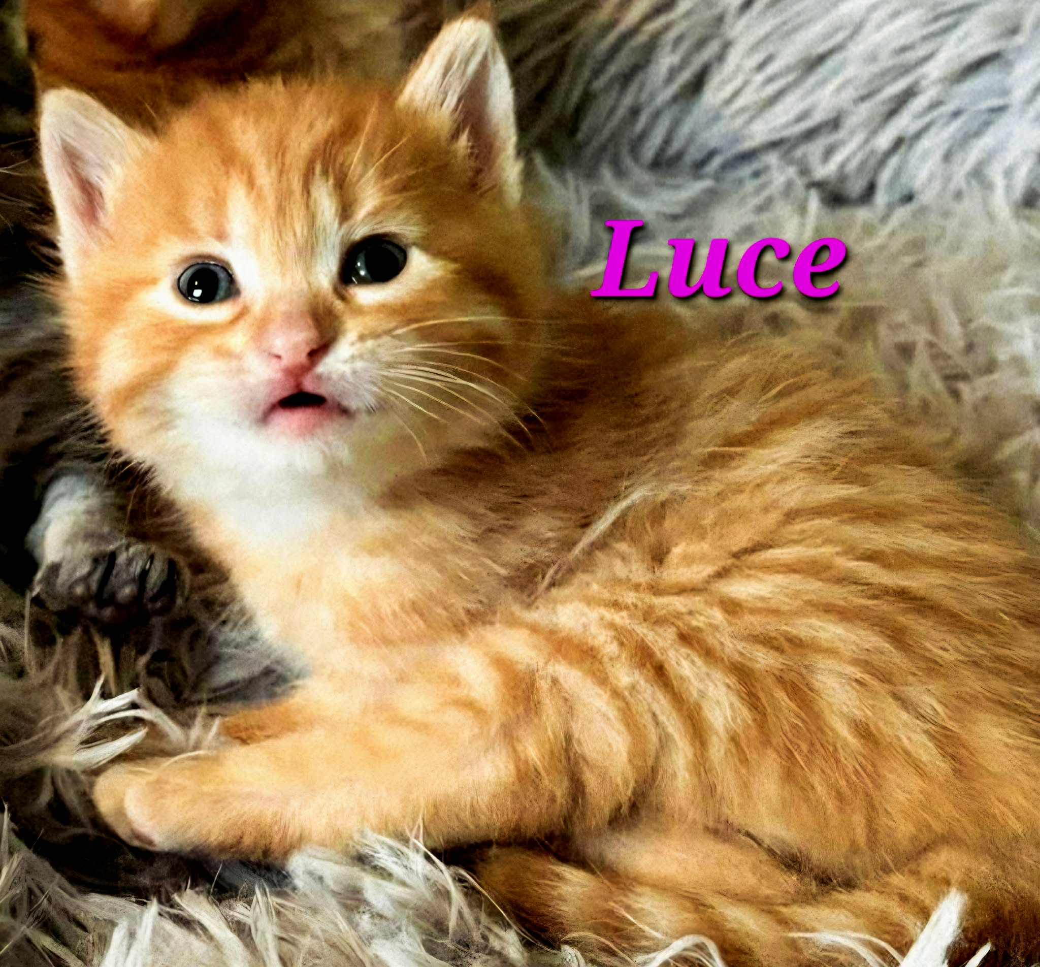 Luce