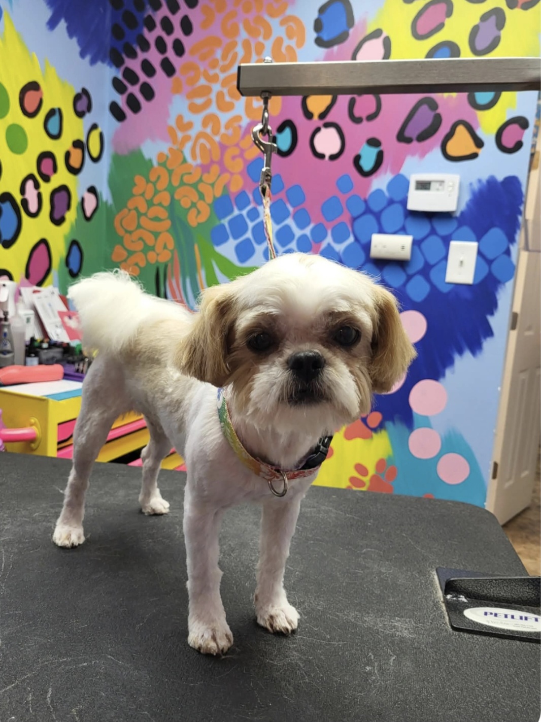 SHIH TZU