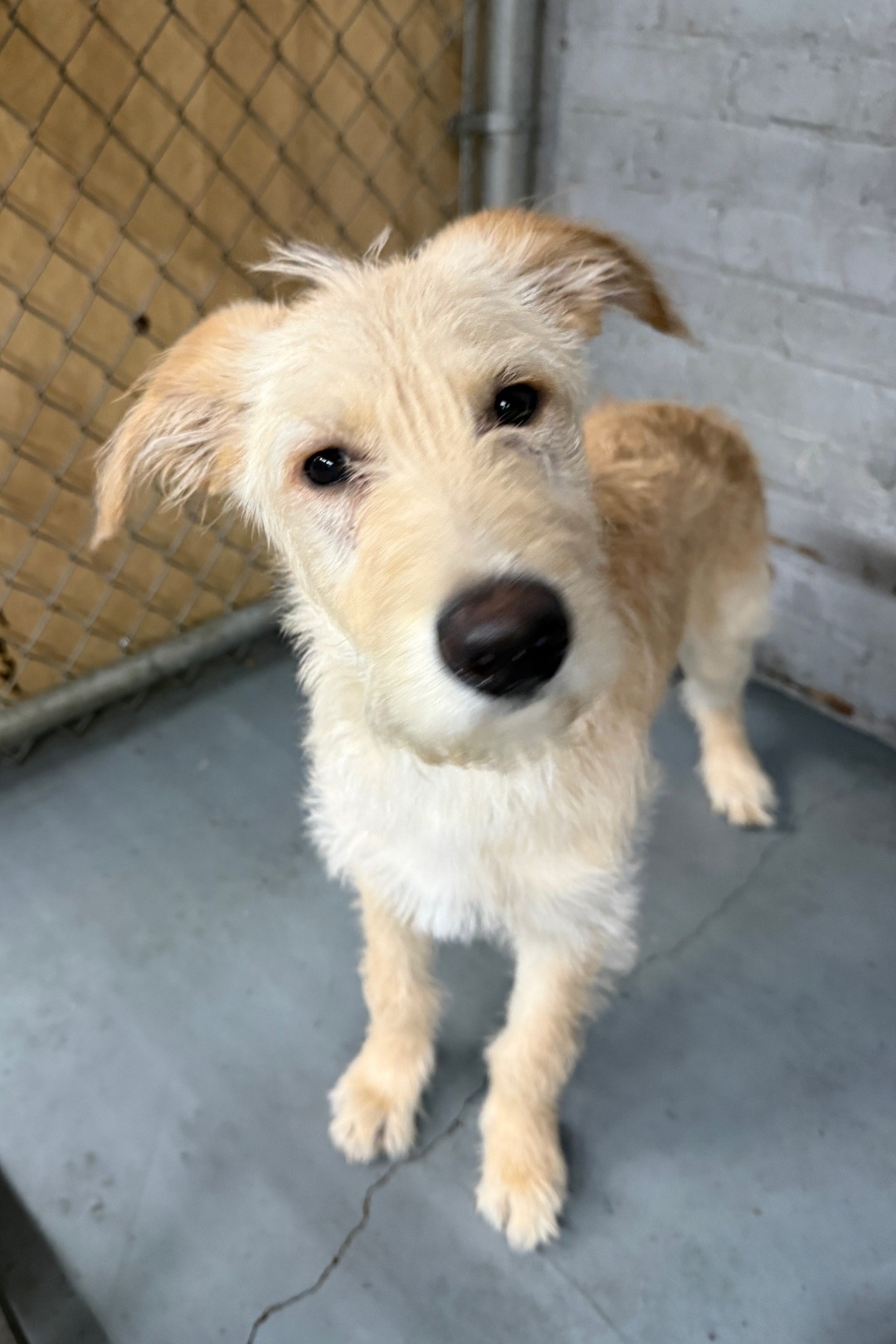 WIRE FOX TERRIER, AIREDALE TERRIER
