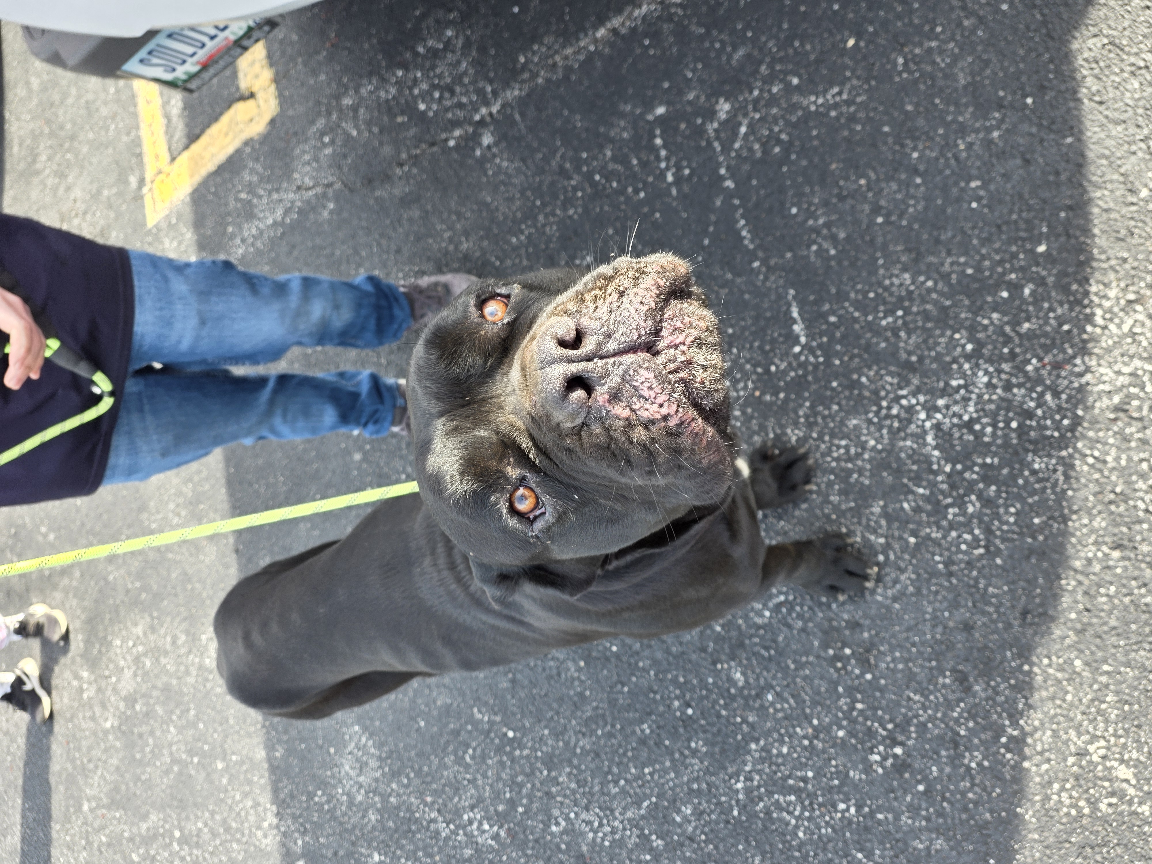 CANE CORSO