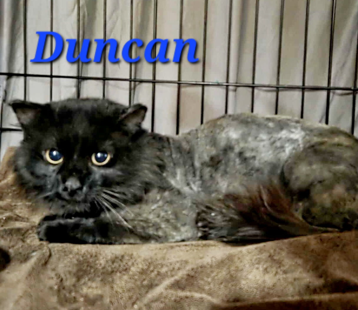 Duncan 