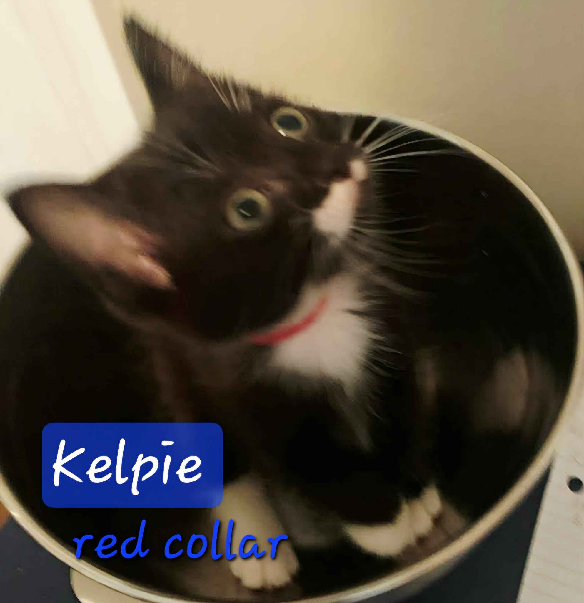 Kelpie - ( mom Selkie)