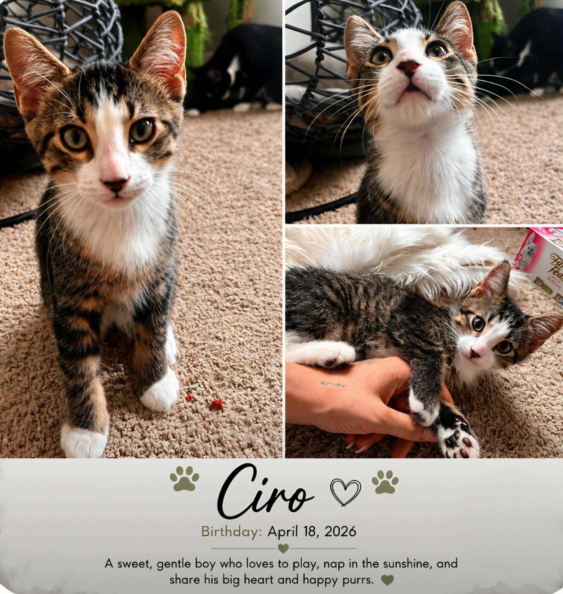 Ciro