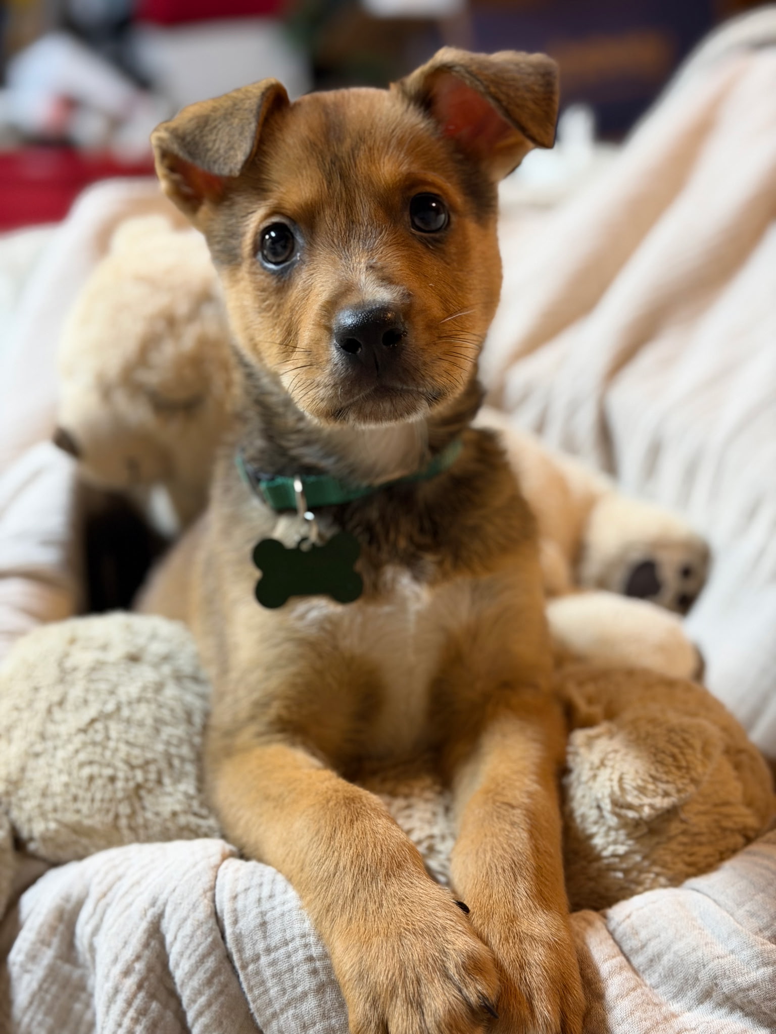 SHETLAND SHEEPDOG, AUSTRALIAN SHEPHERD
