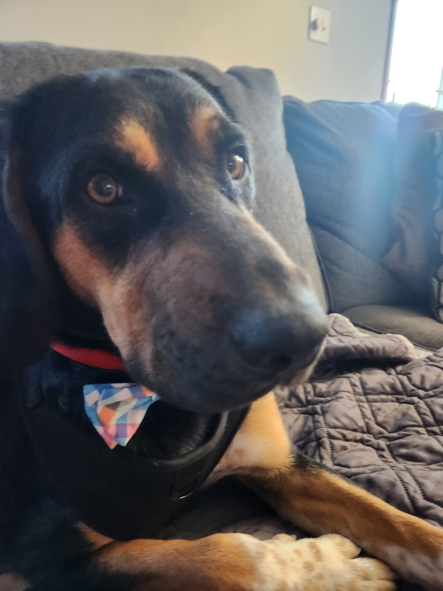 BLACK AND TAN COONHOUND
