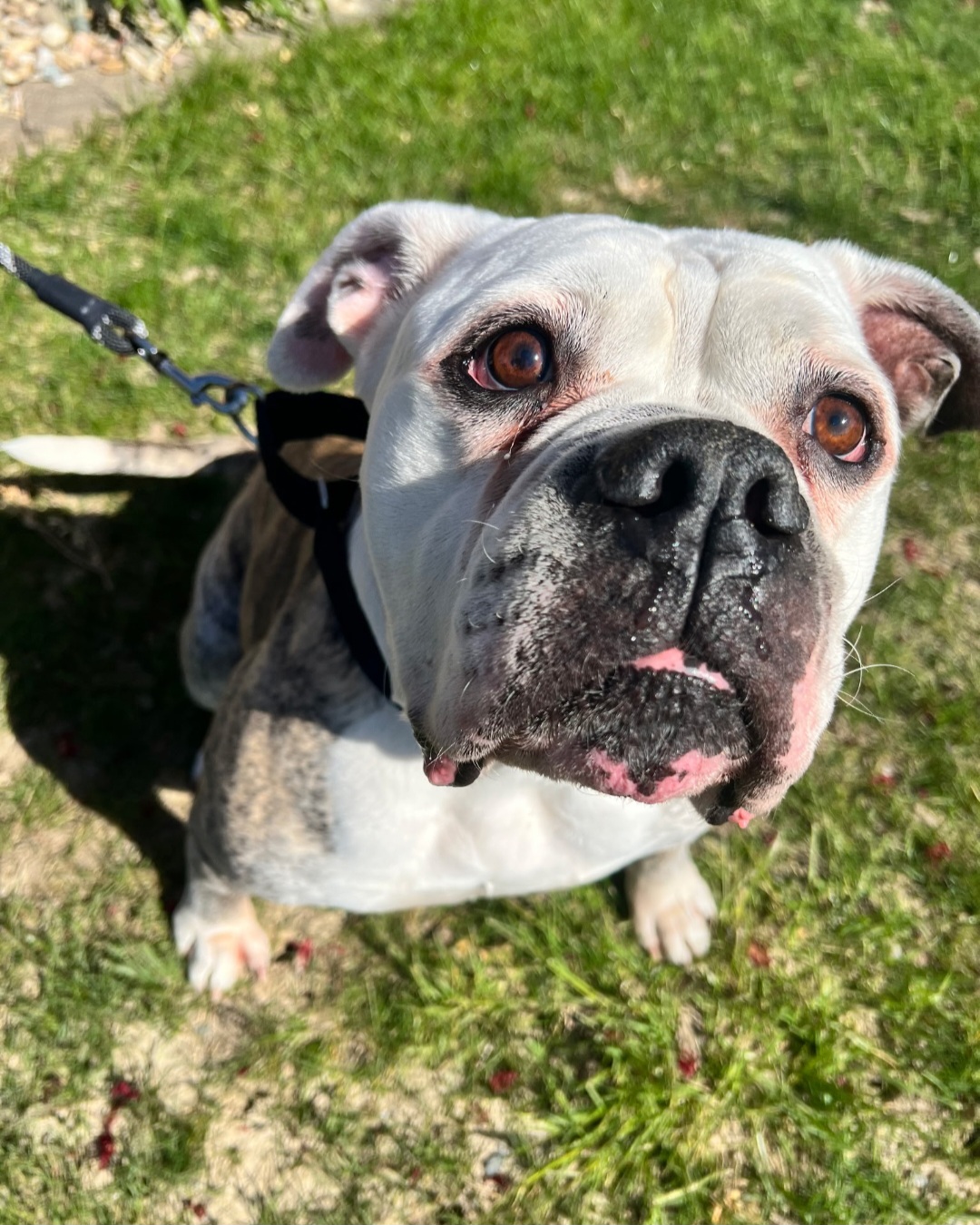 AMERICAN BULLDOG
