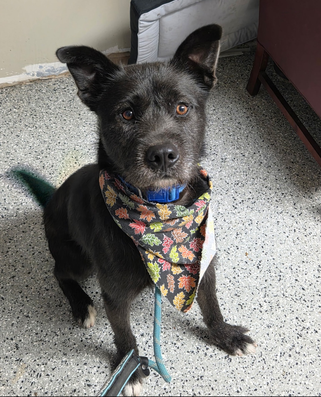 DUTCH SHEPHERD DOG, WIRE FOX TERRIER