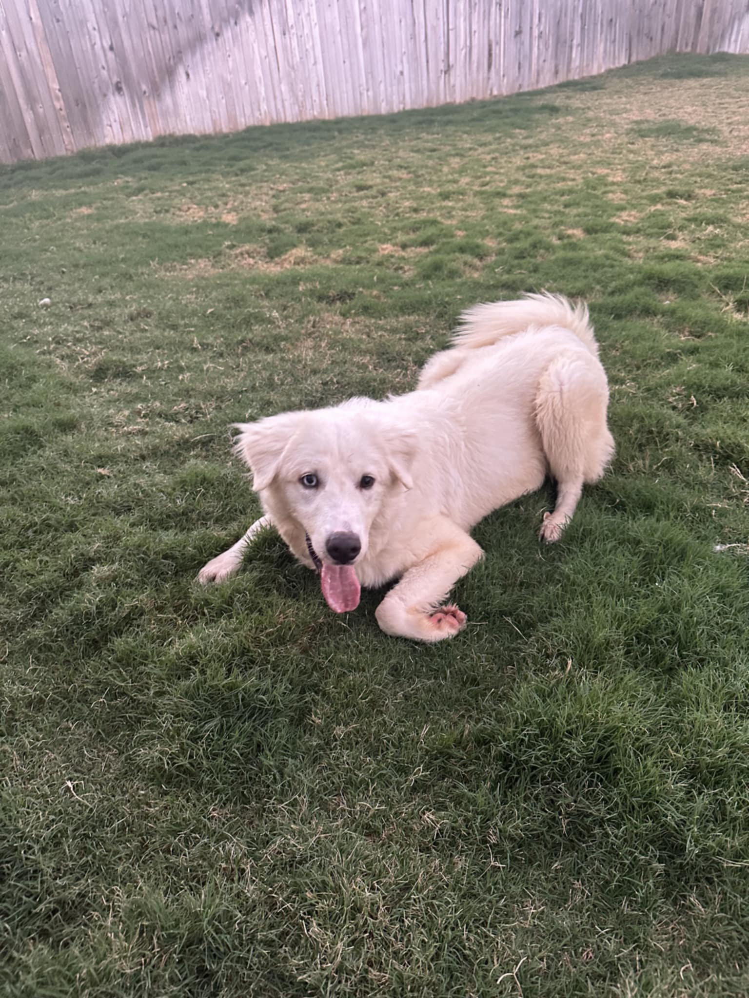 Henry