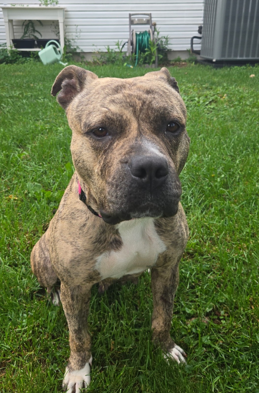 AMERICAN PIT BULL TERRIER