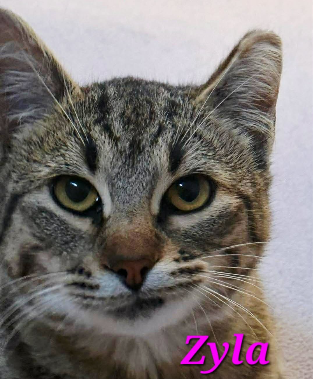 Zyla