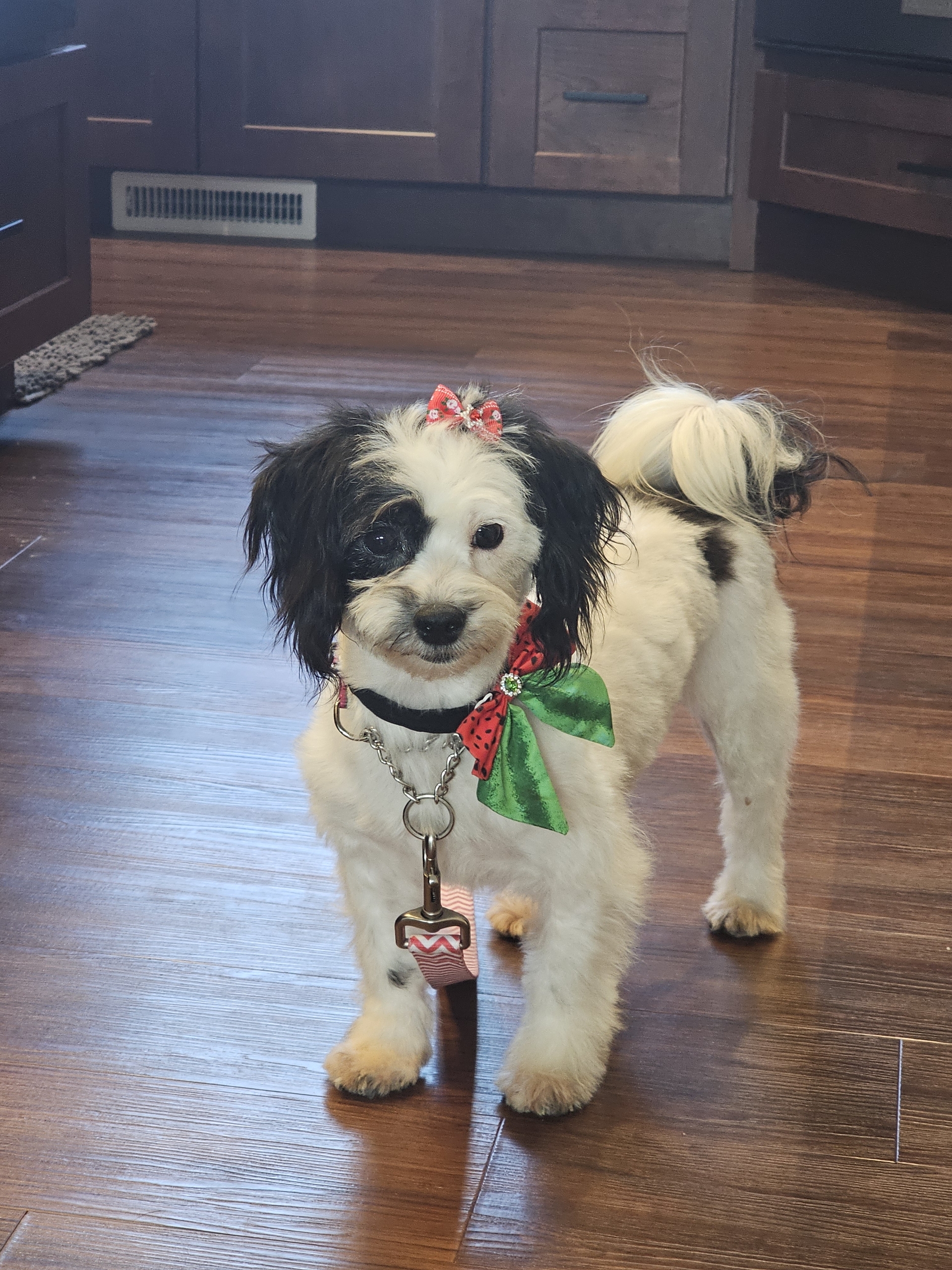 MALTESE, SHIH TZU