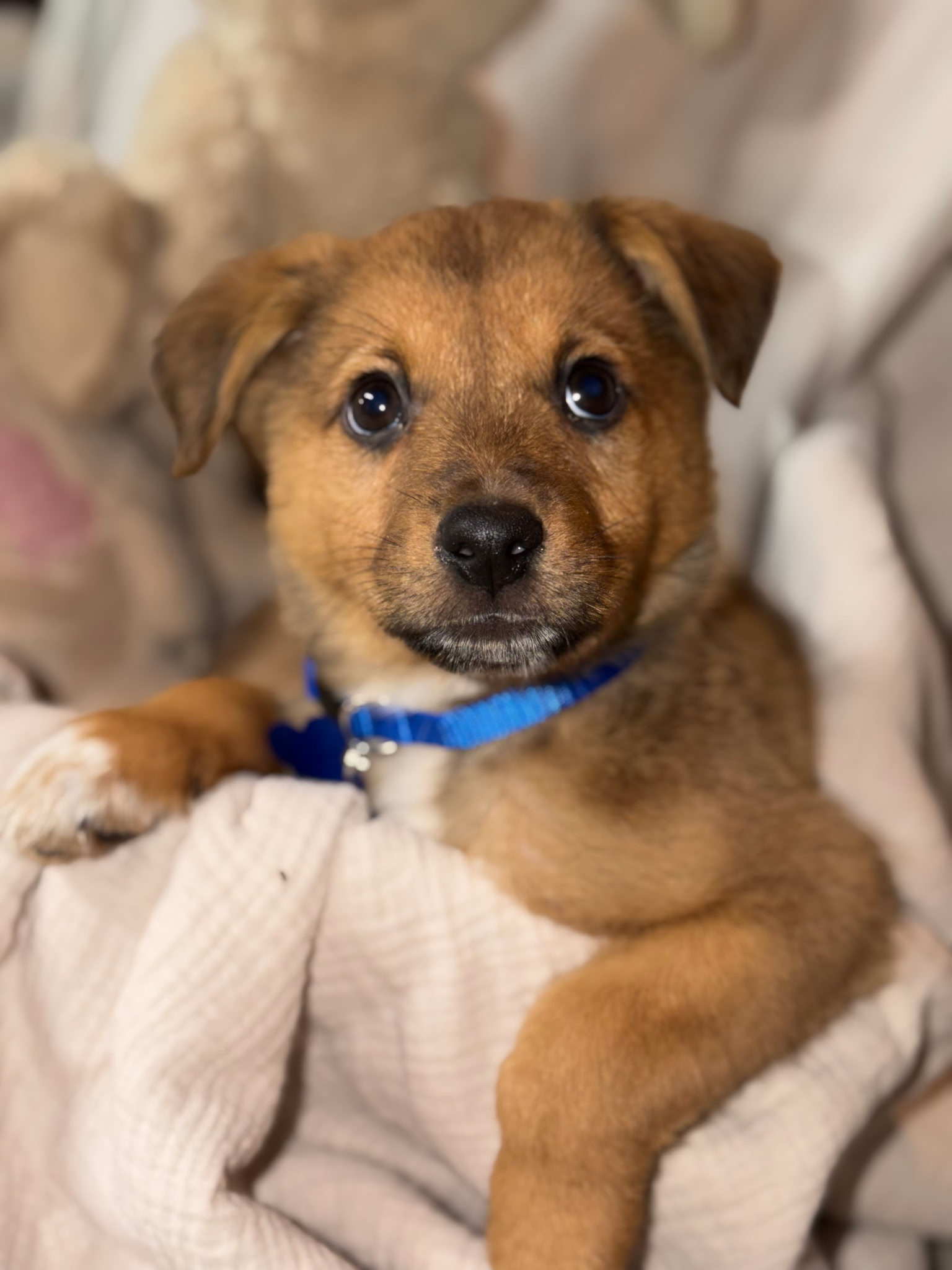 SHETLAND SHEEPDOG, AUSTRALIAN SHEPHERD