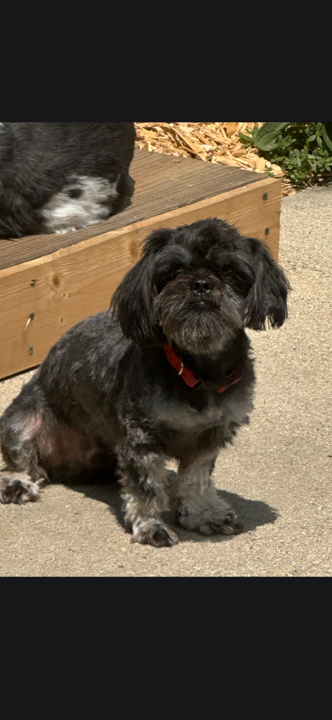 SHIH TZU