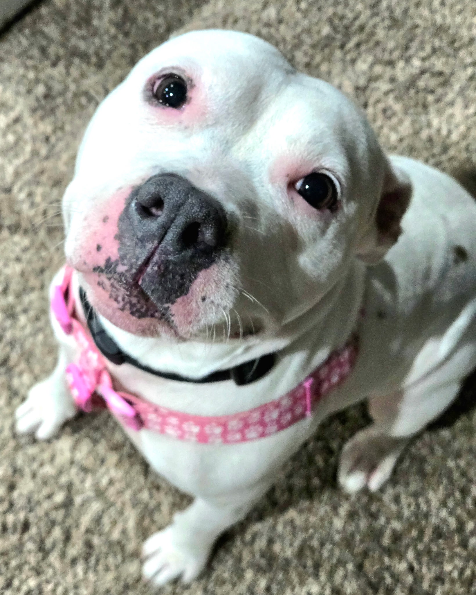 AMERICAN PIT BULL TERRIER