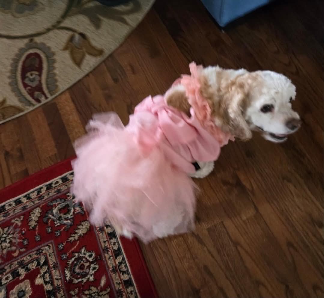 Daisy, photo 2