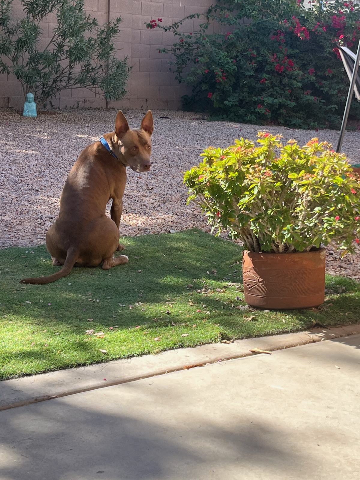 Molly, photo 3