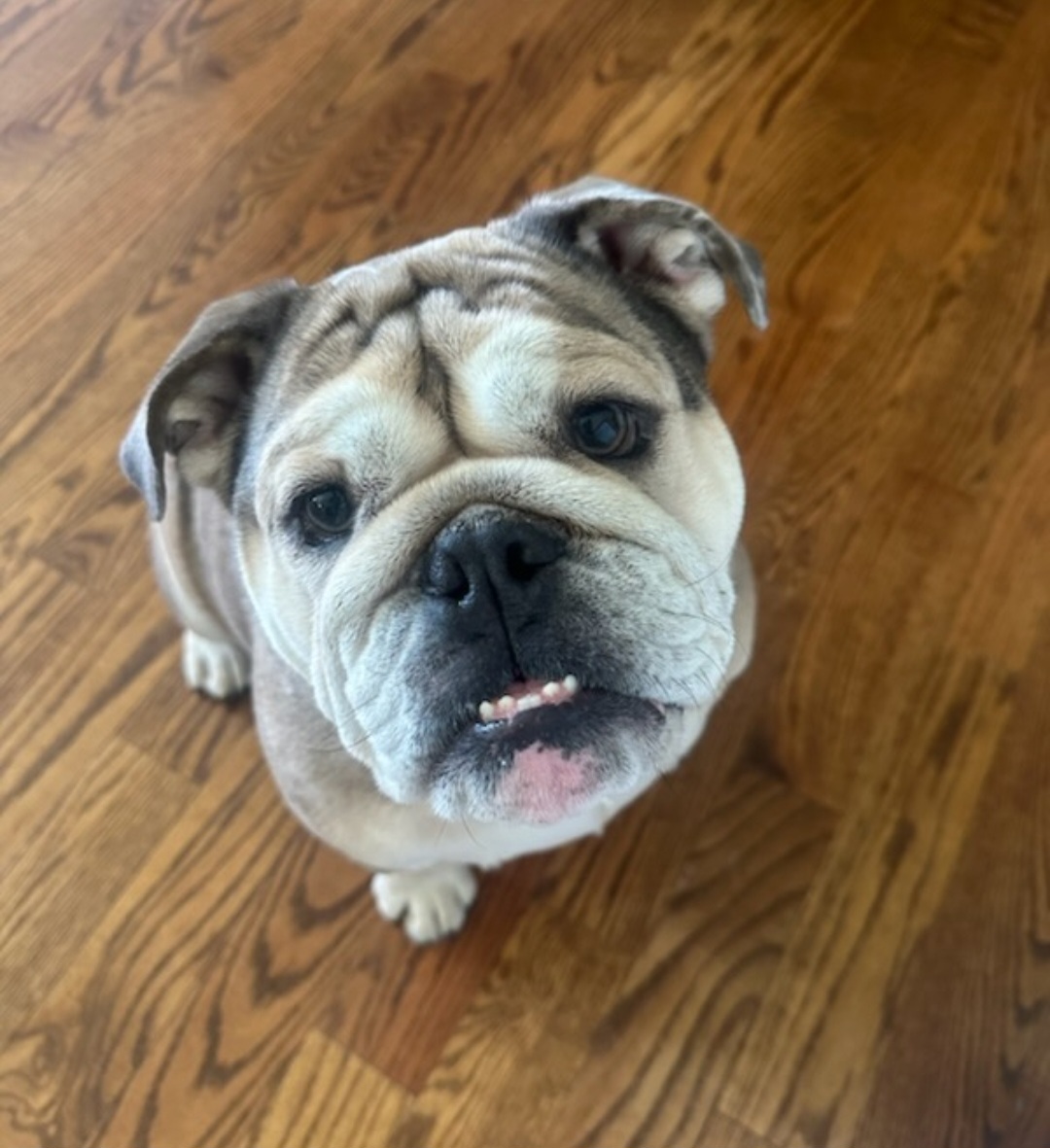 OLDE ENGLISH BULLDOGGE