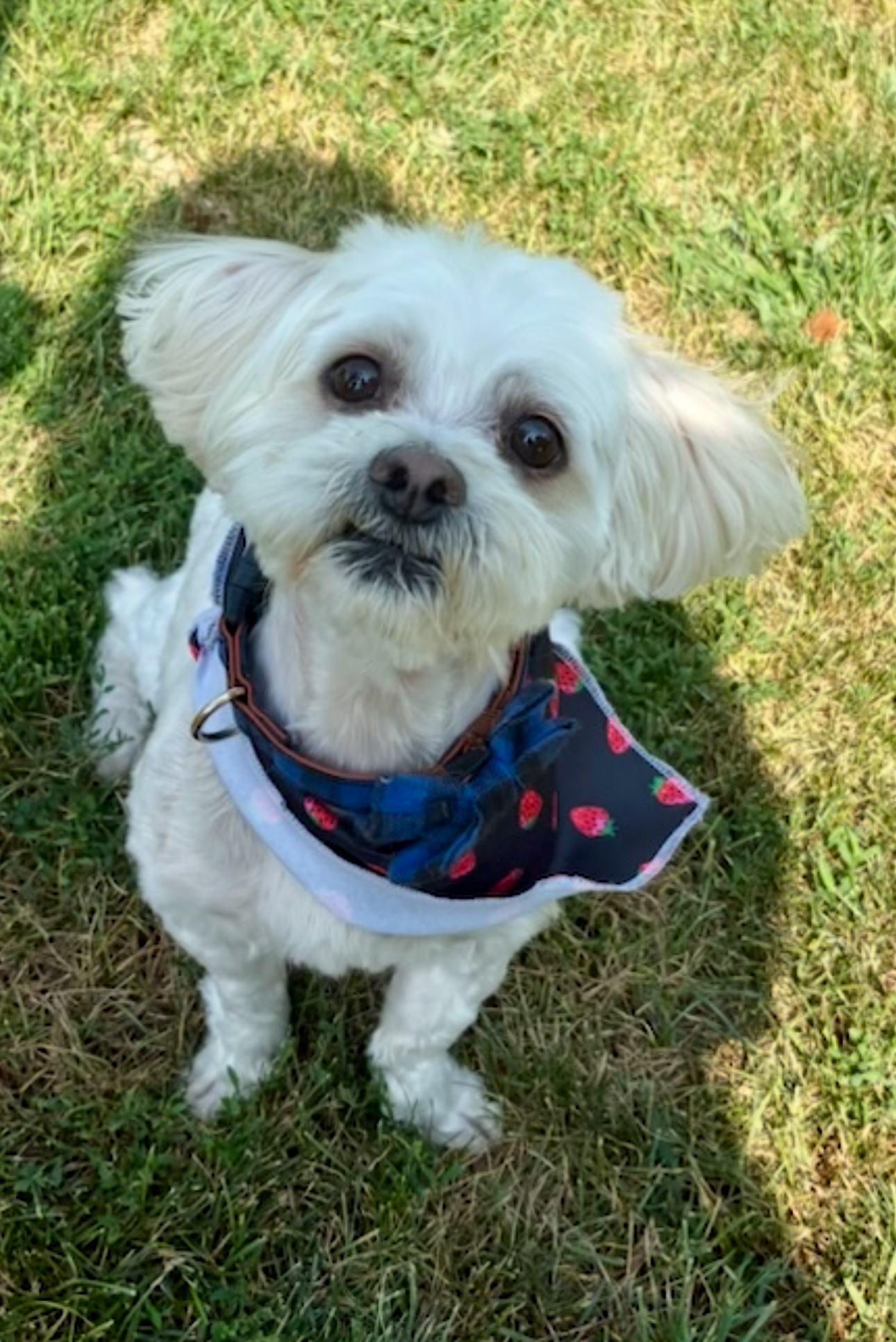 MALTESE, SHIH TZU, LHASA APSO