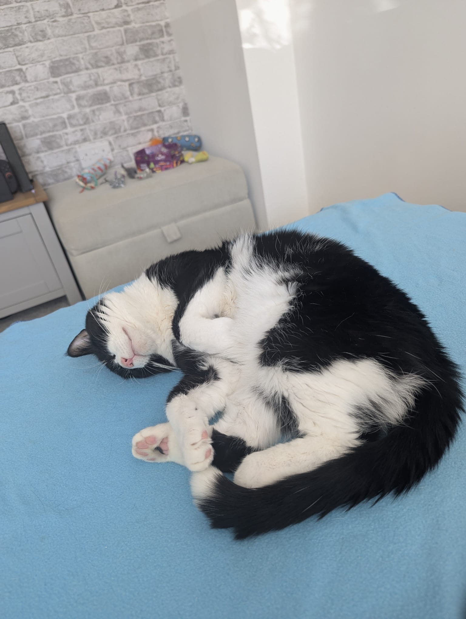 Cosmos