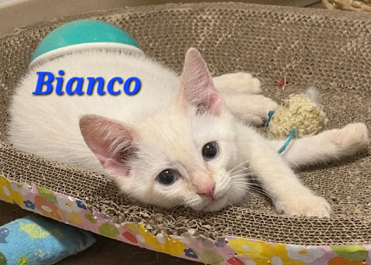 Bianco