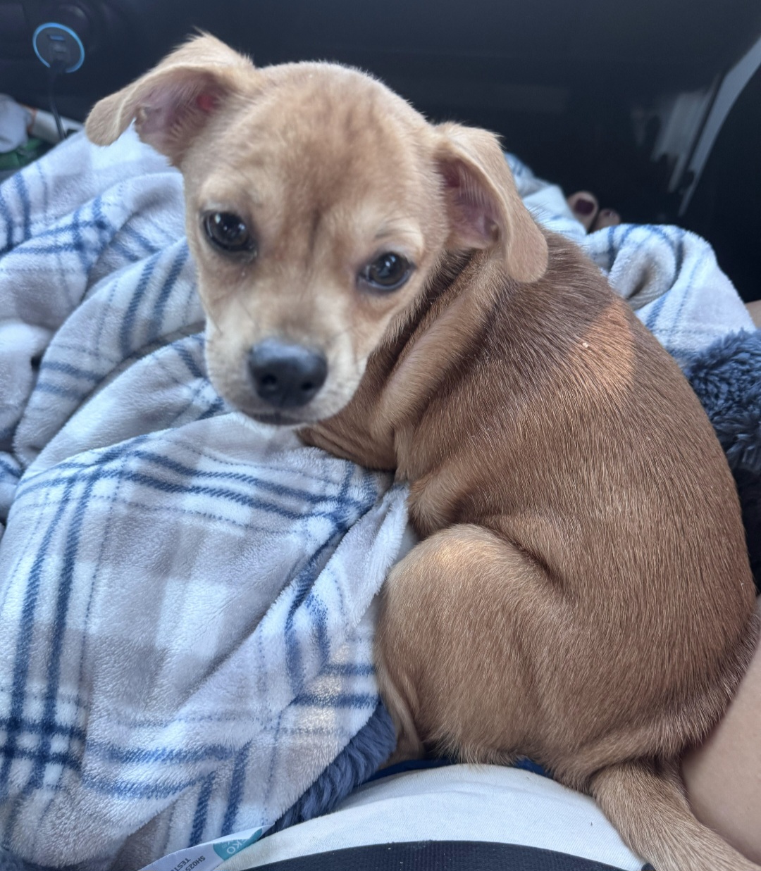 PUGGLE