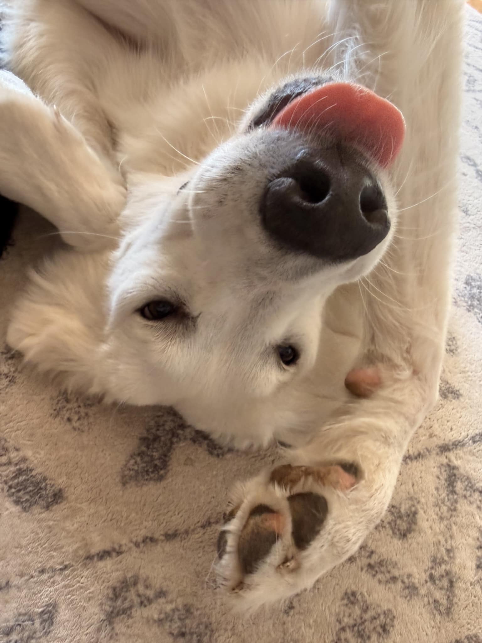 Otis