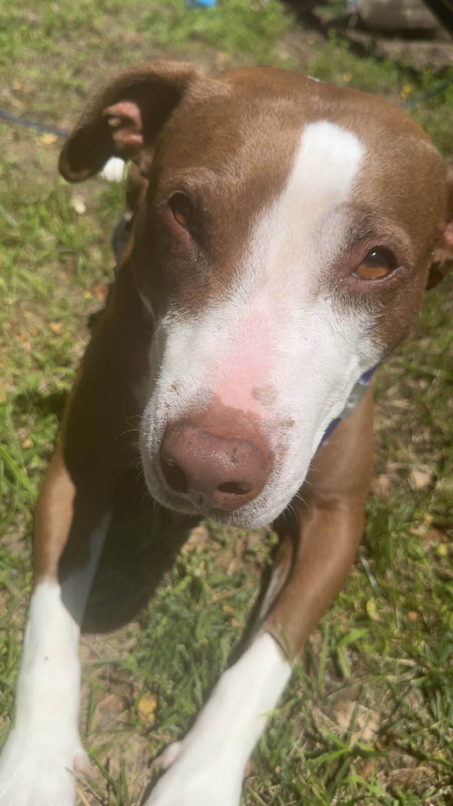 AMERICAN PIT BULL TERRIER