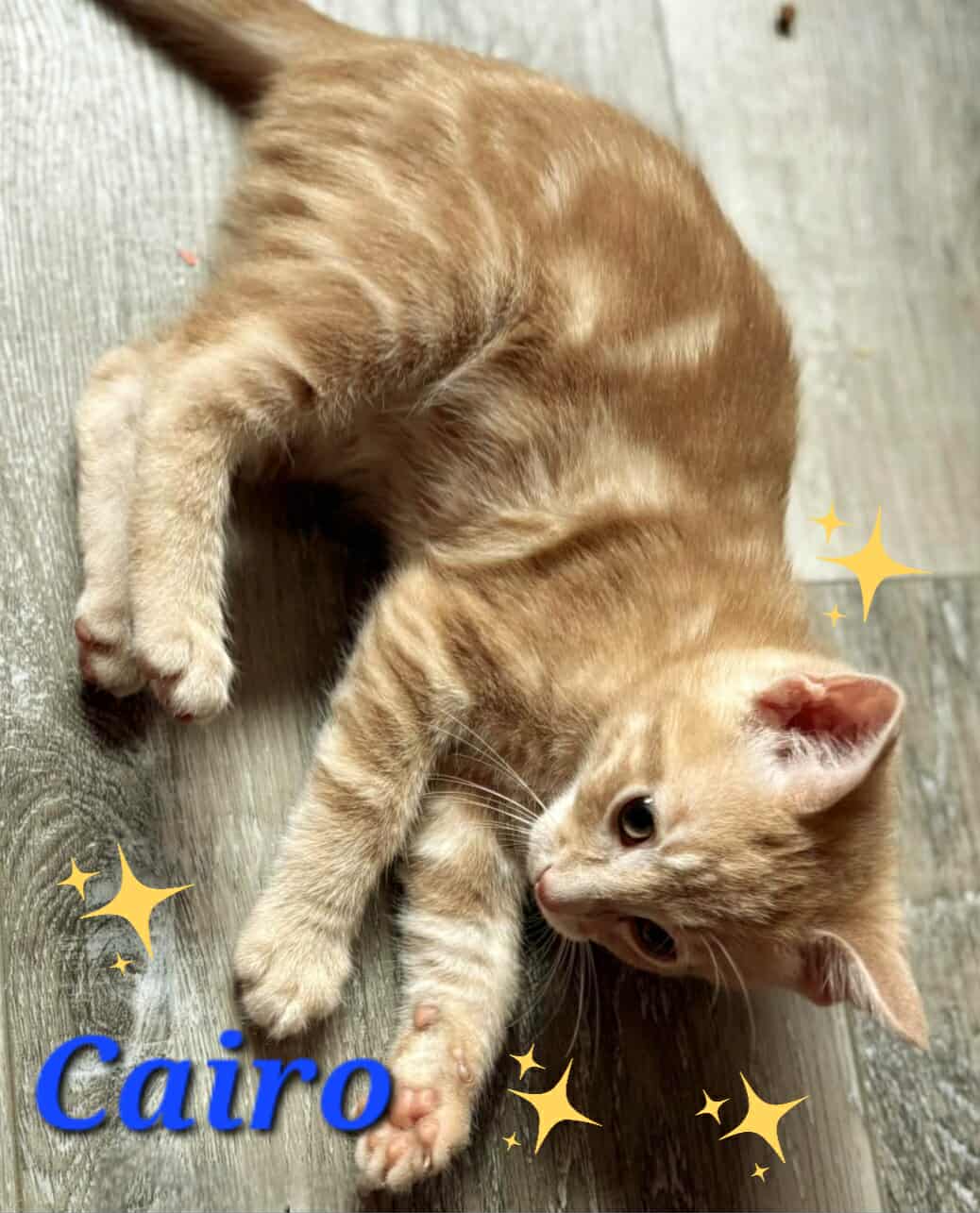 Cairo 