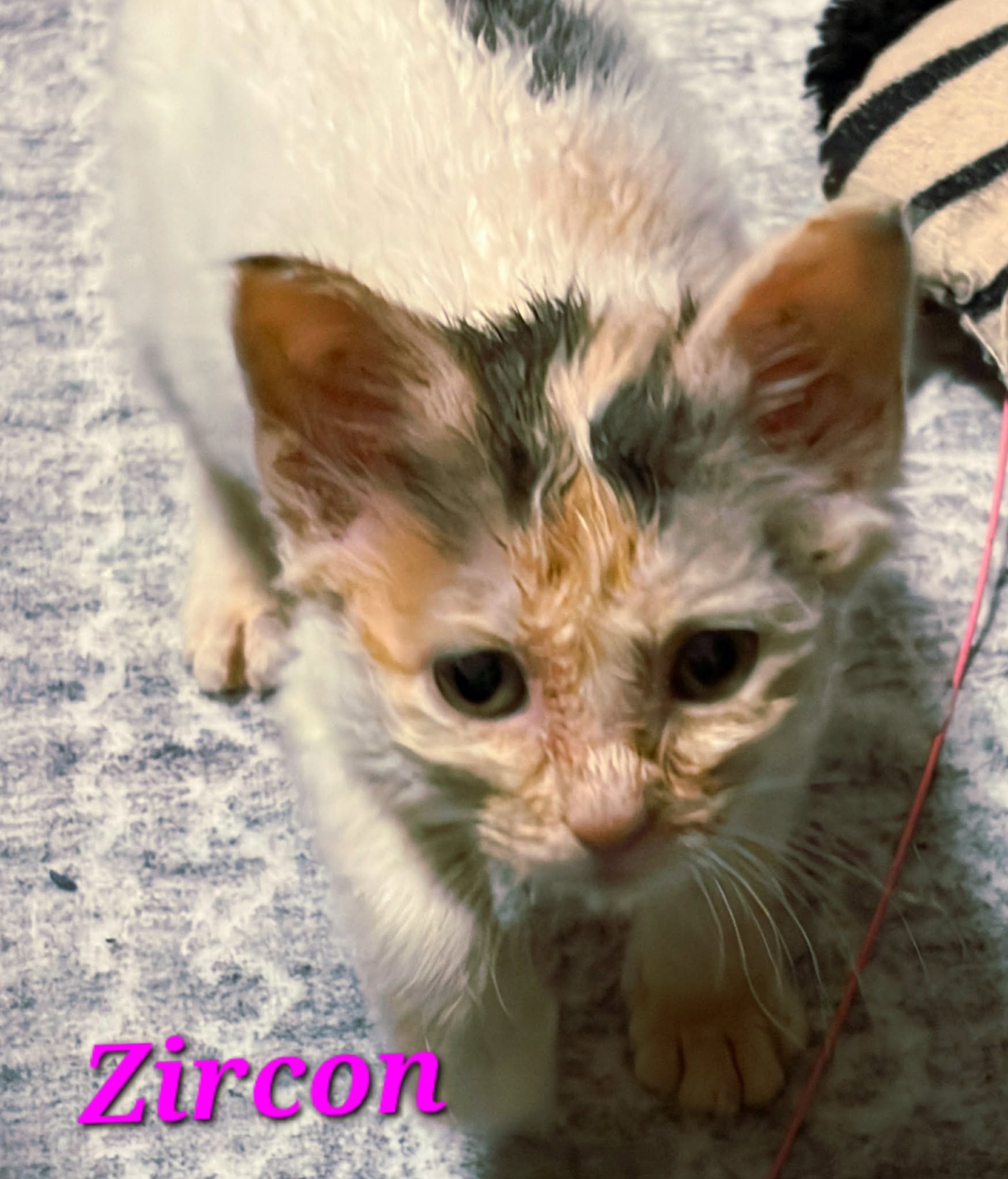 Zircon - (mom Amber)