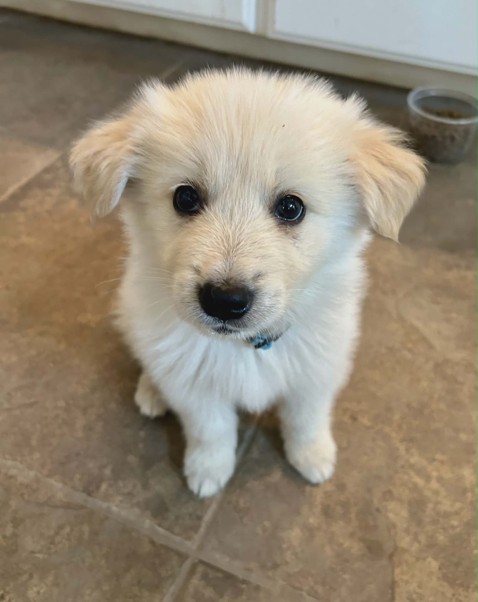 Biscuit  The Bear Litter