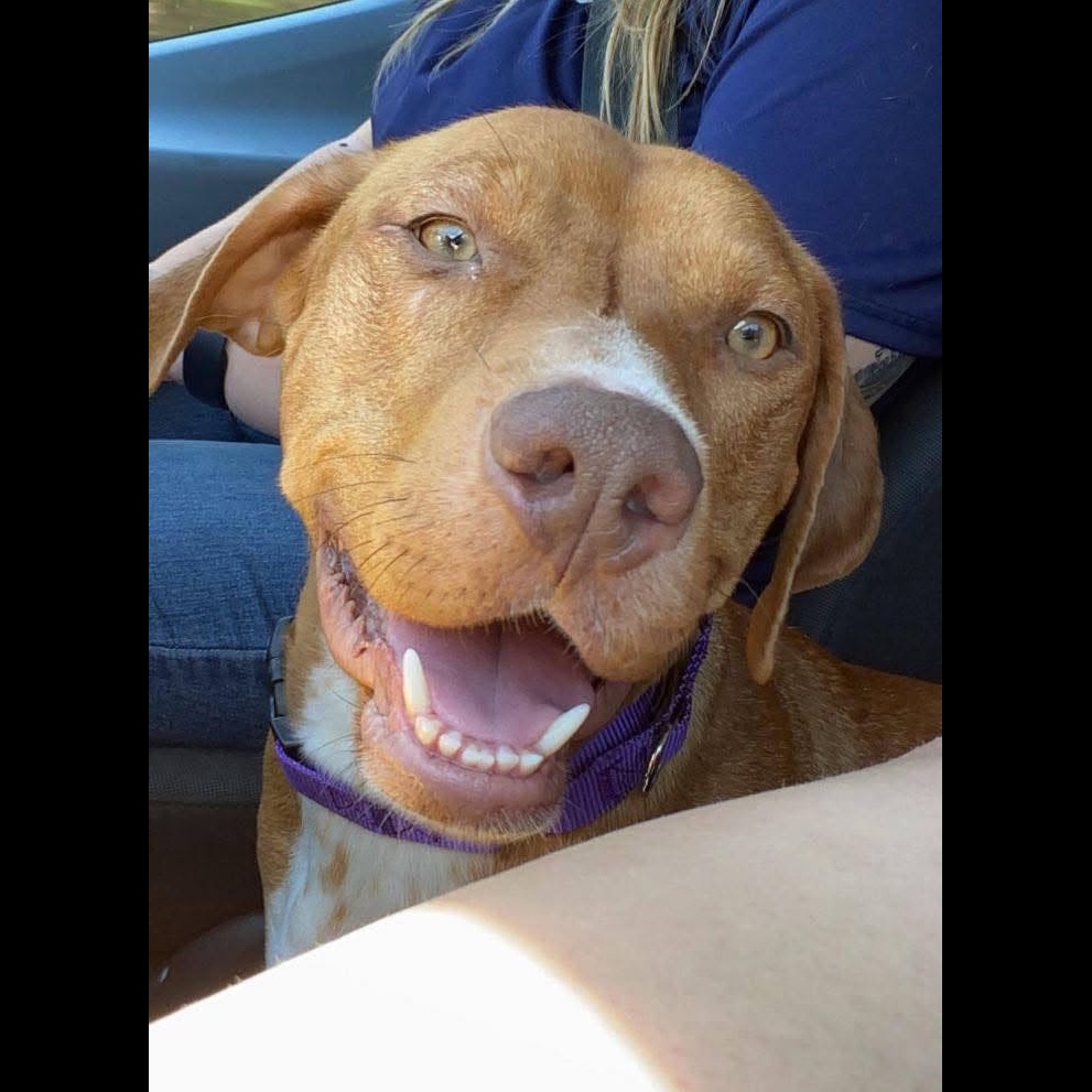 Honey Bunny: Adopt or Forever Foster