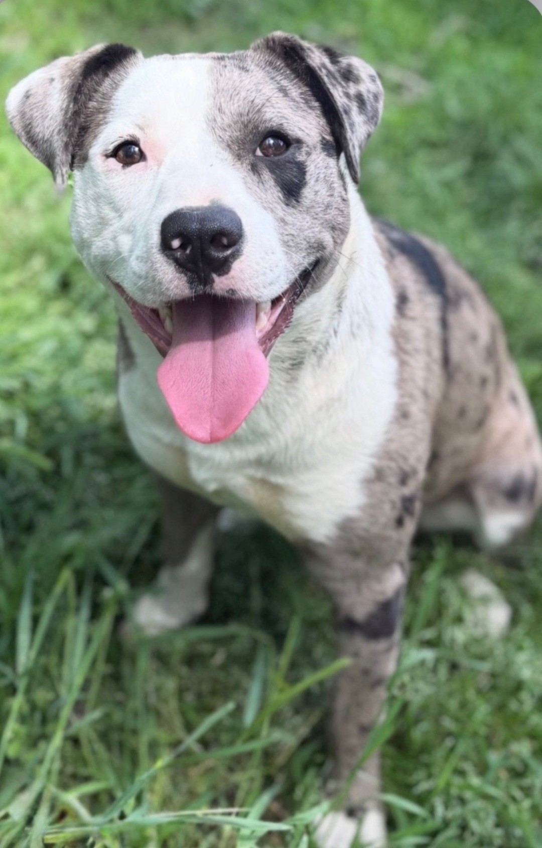 CATAHOULA LEOPARD DOG