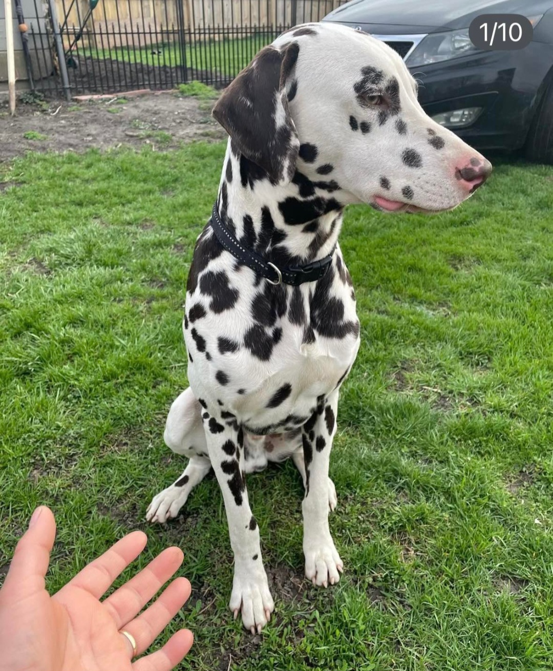DALMATIAN