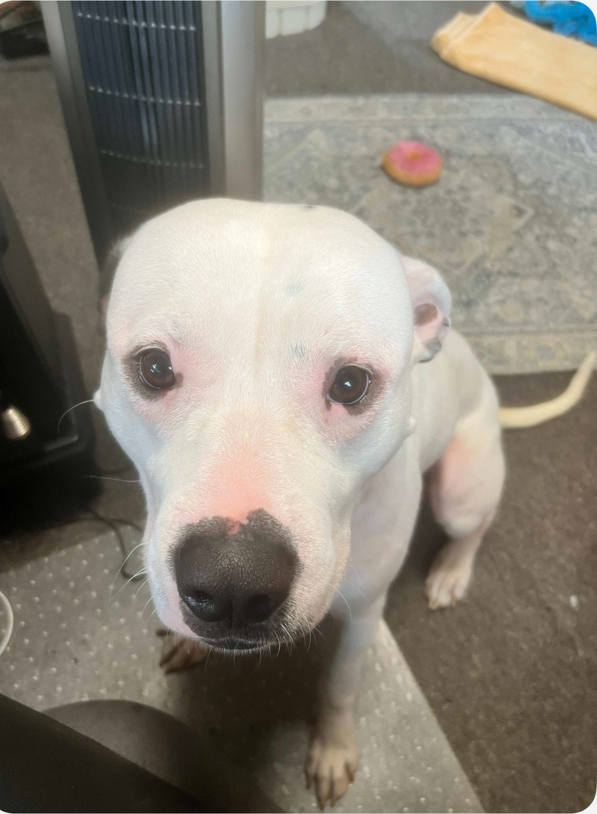 AMERICAN PIT BULL TERRIER