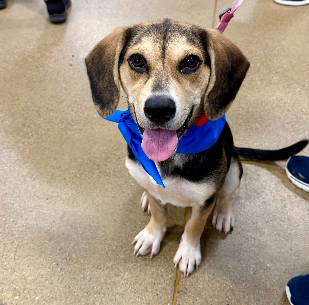 BEAGLE
