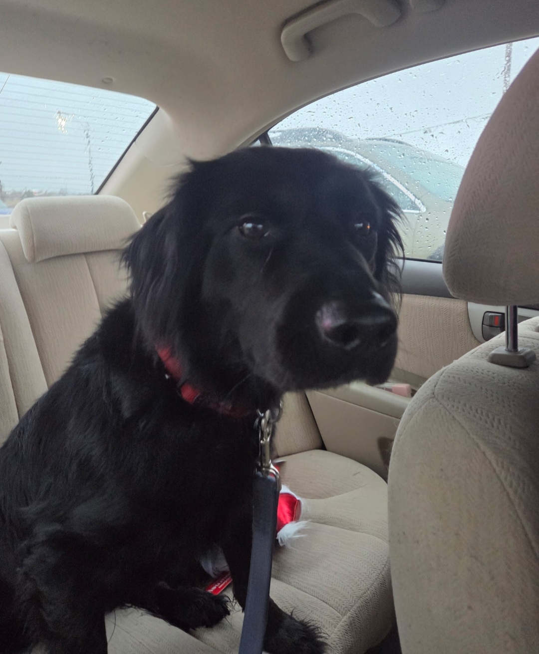 FLAT COATED RETRIEVER